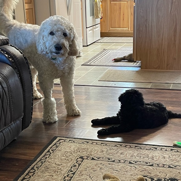 New Addition to Our Family! - Picture 7 of 7